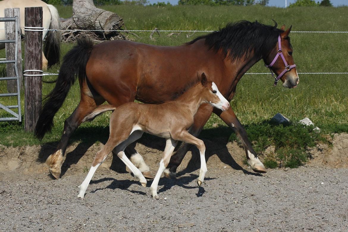 Welsh Cob (sec D) Melanders Flora - 12 dage gammel billede 18