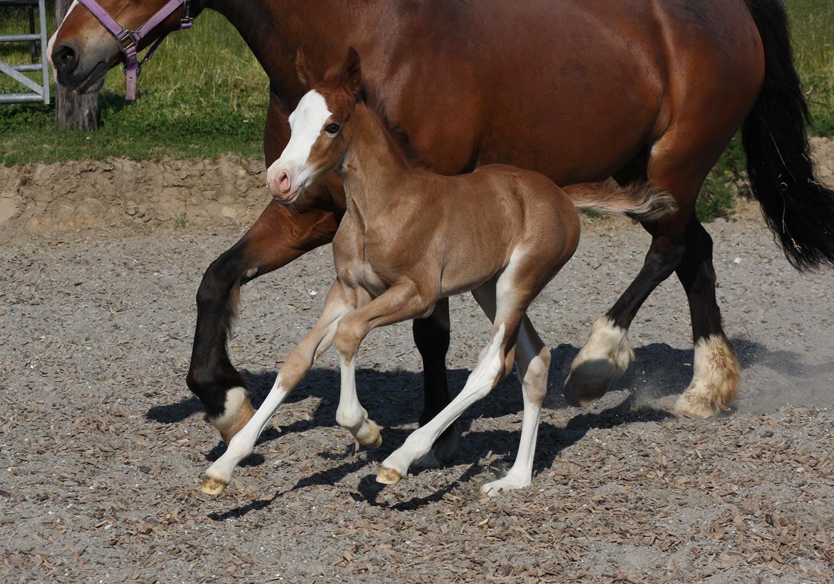 Welsh Cob (sec D) Melanders Flora - 12 dage gammel billede 17