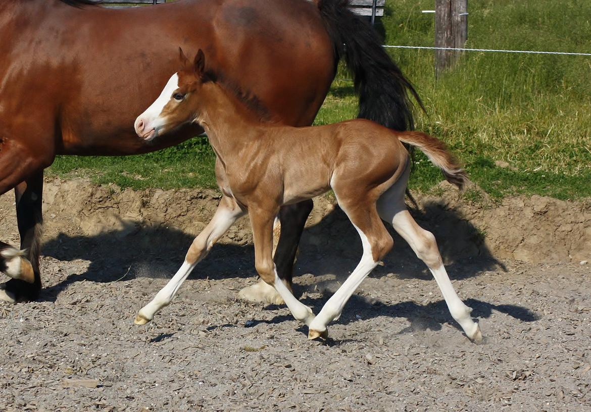 Welsh Cob (sec D) Melanders Flora - 12 dage gammel billede 23