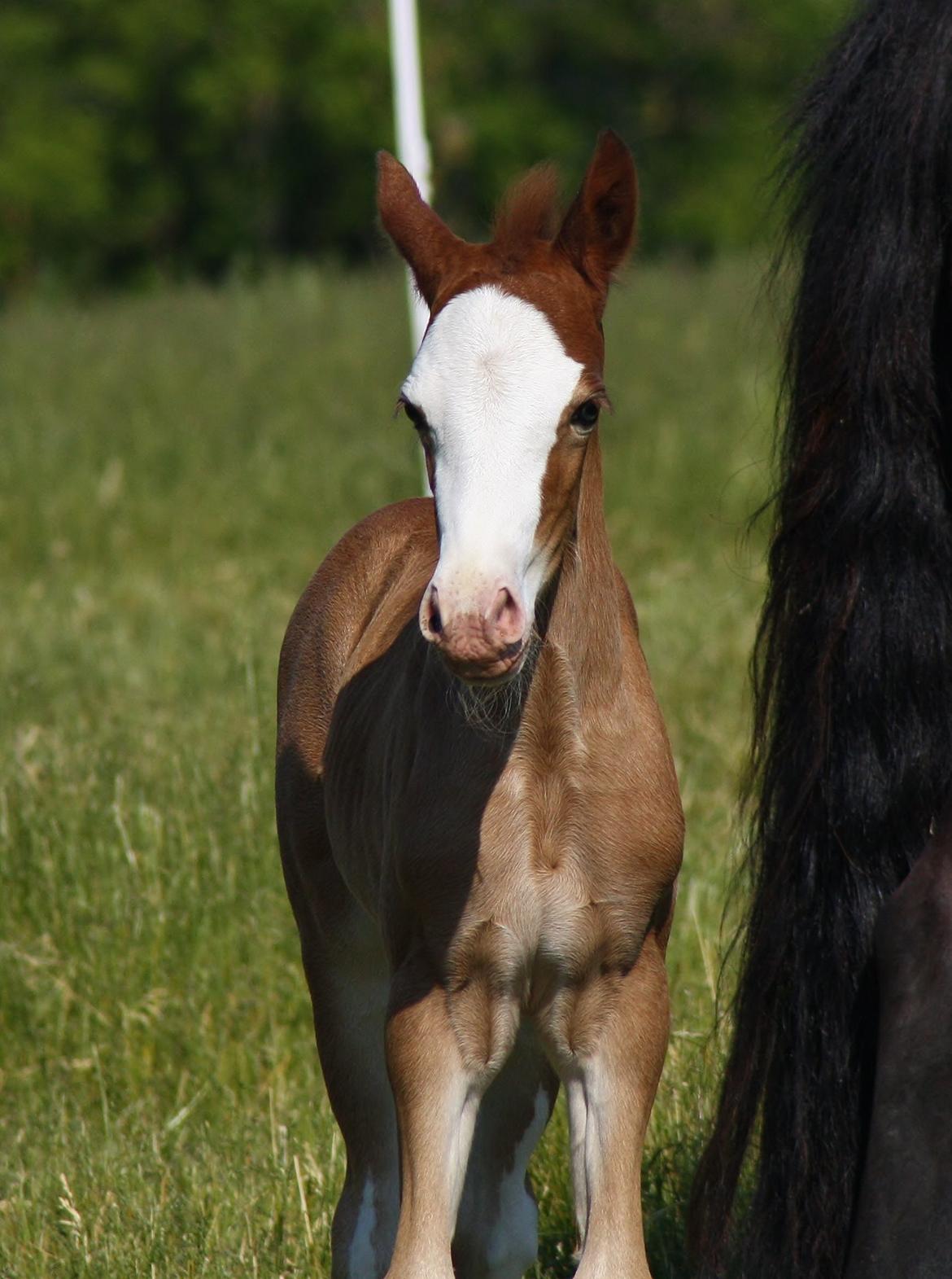 Welsh Cob (sec D) Melanders Flora - 12 dage gammel billede 24