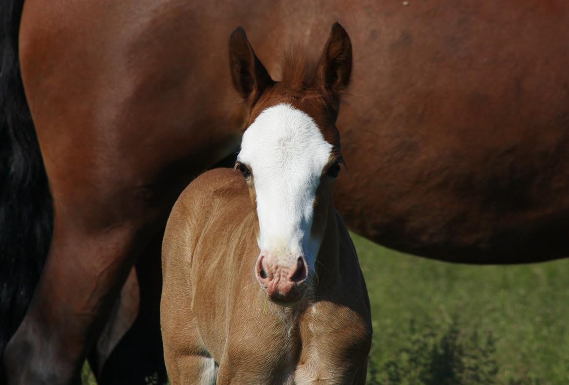Welsh Cob (sec D) Melanders Flora - 12 dage gammel billede 26