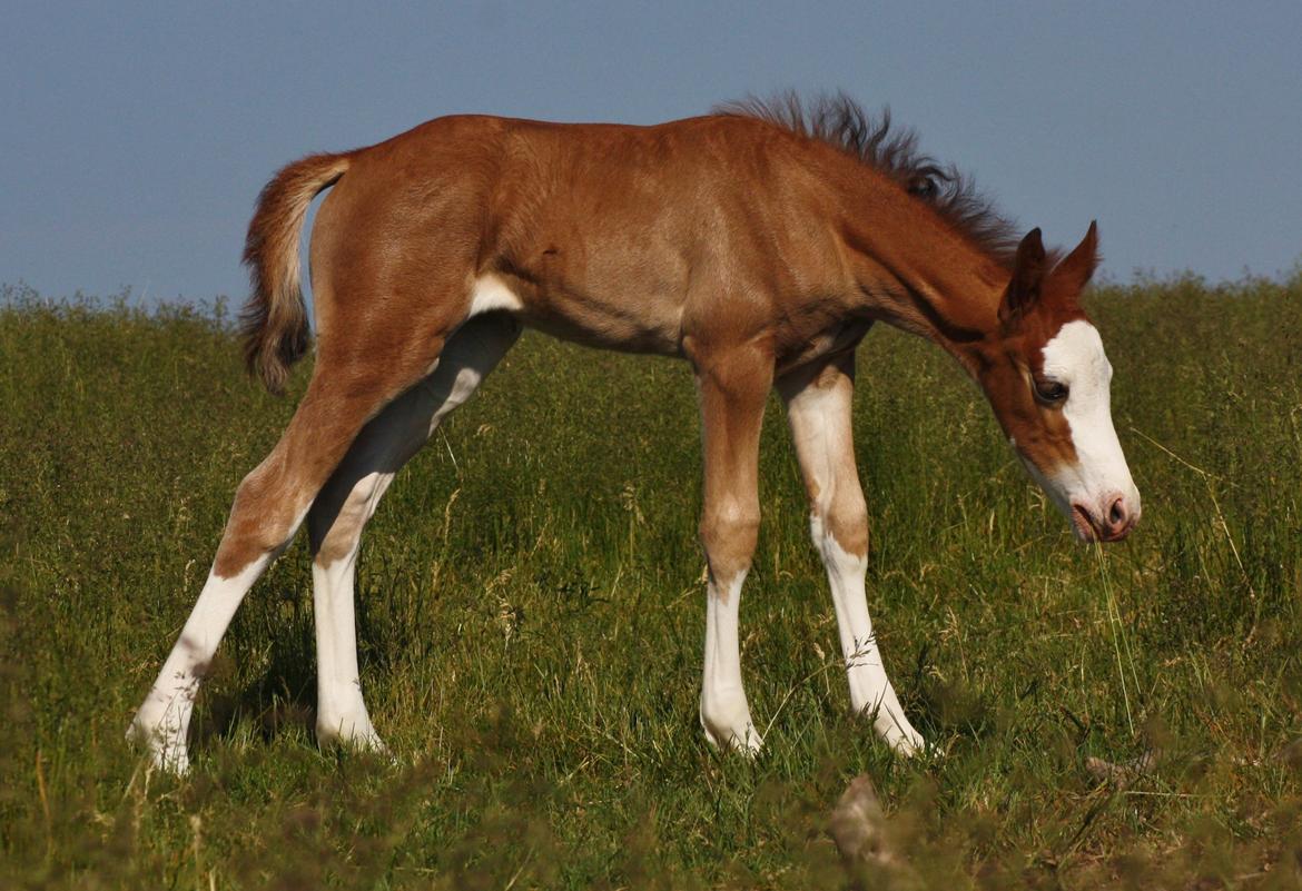 Welsh Cob (sec D) Melanders Flora - 12dage gammel billede 27