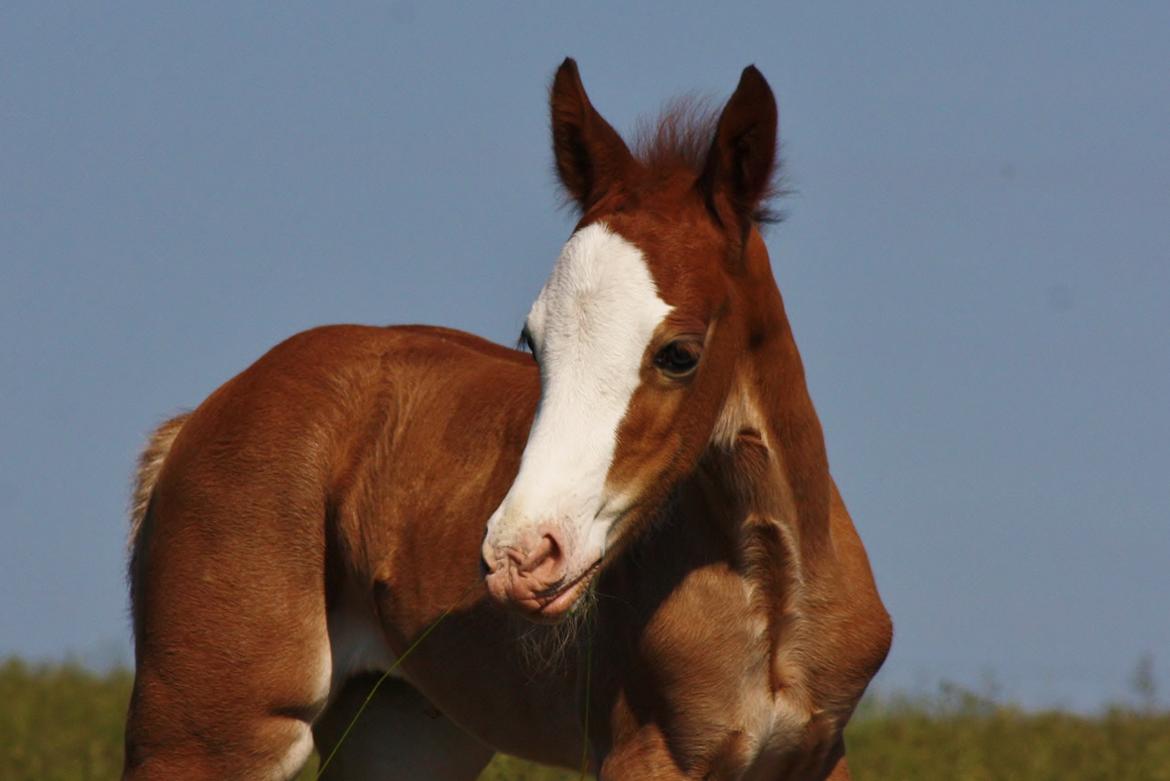 Welsh Cob (sec D) Melanders Flora - 12 dage gammel billede 28