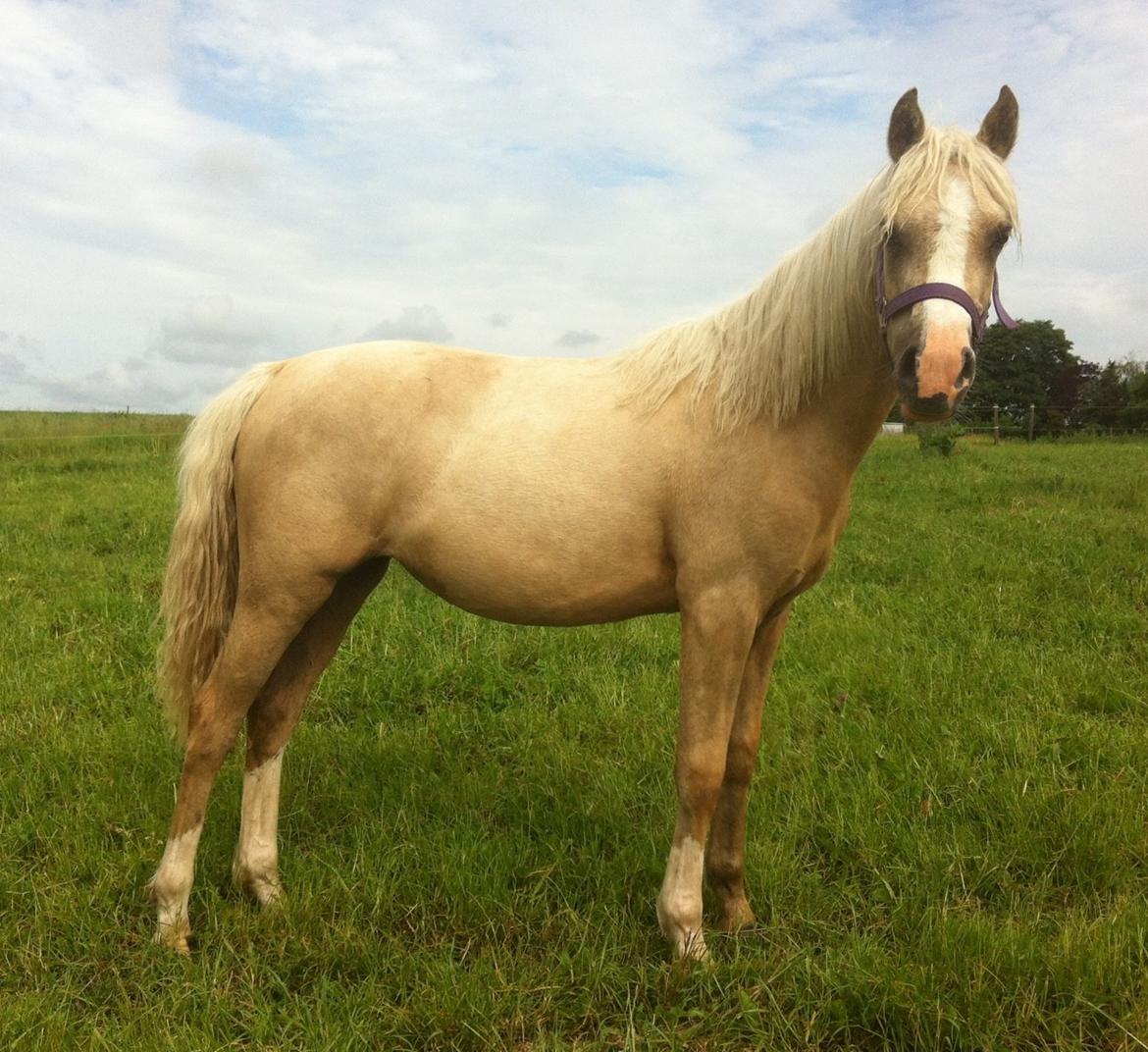 Palomino Elmegaardens Eminence billede 2