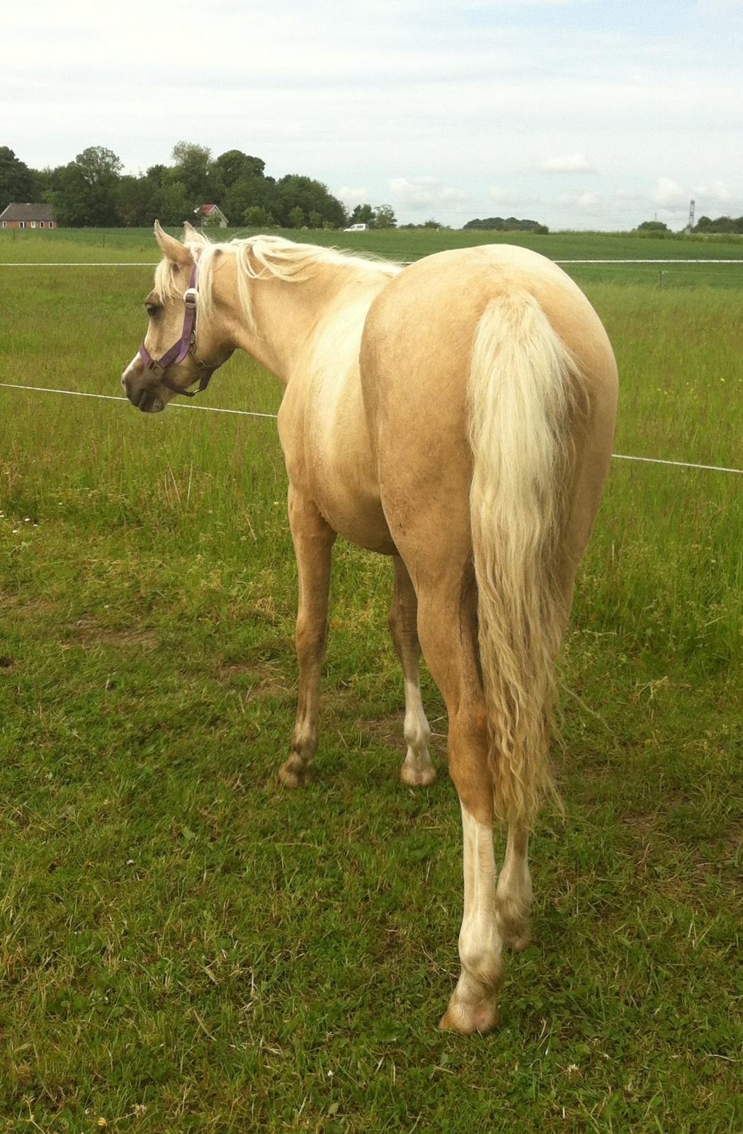 Palomino Elmegaardens Eminence billede 11