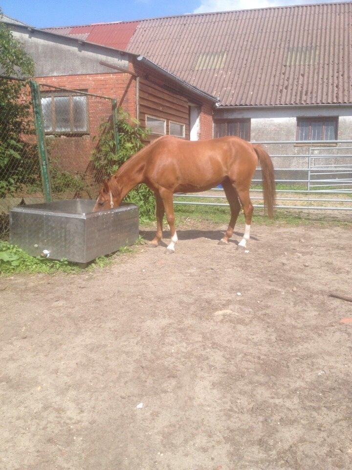 DSP Aleksander billede 15