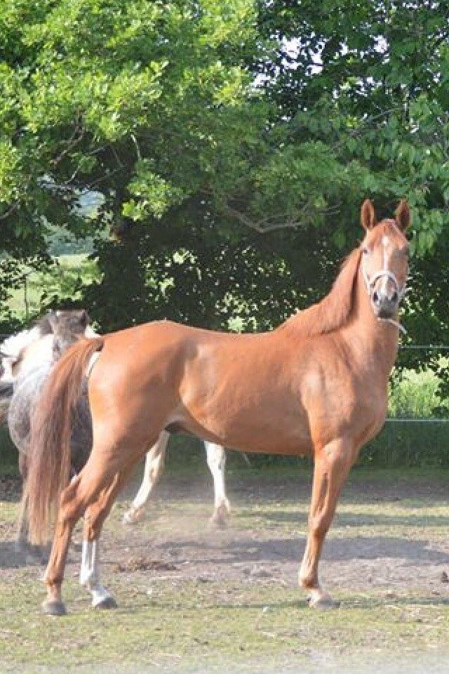 DSP Aleksander billede 14