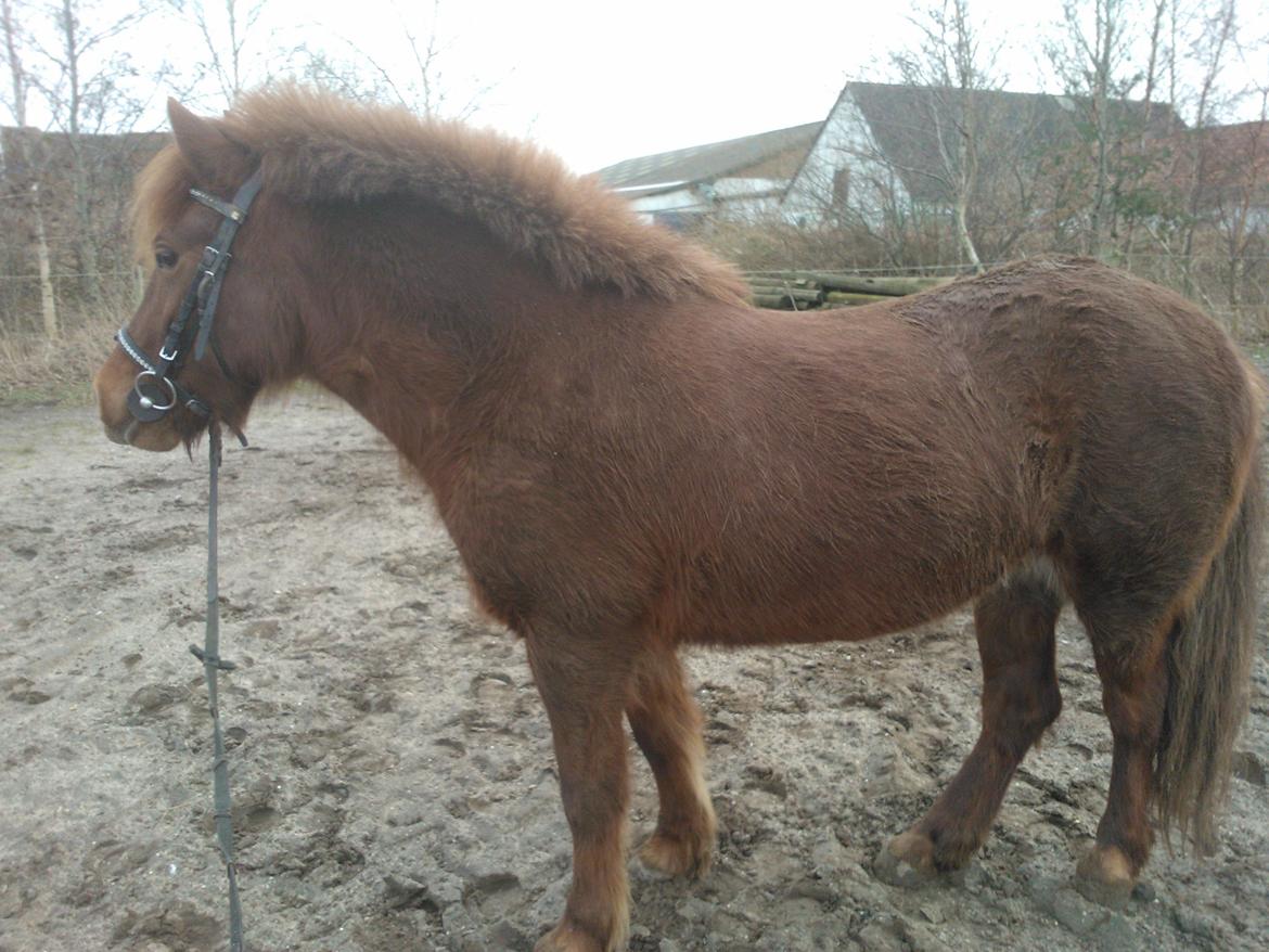 Islænder isbuk billede 2