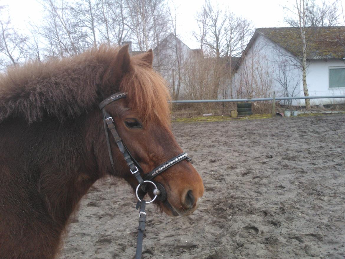 Islænder isbuk billede 4
