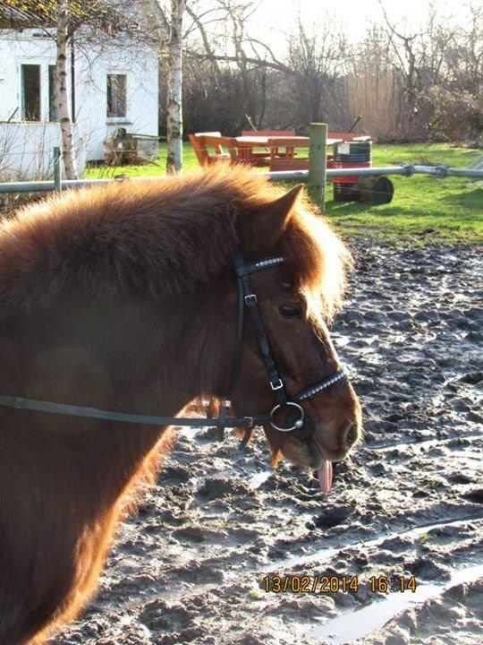 Islænder isbuk billede 5