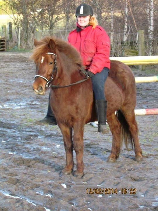 Islænder isbuk billede 6