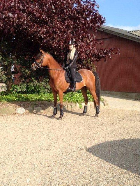 Arabisk fuldblod (OX) Anaya el karmdal oc ox billede 10