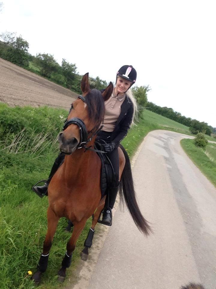 Arabisk fuldblod (OX) Anaya el karmdal oc ox billede 14