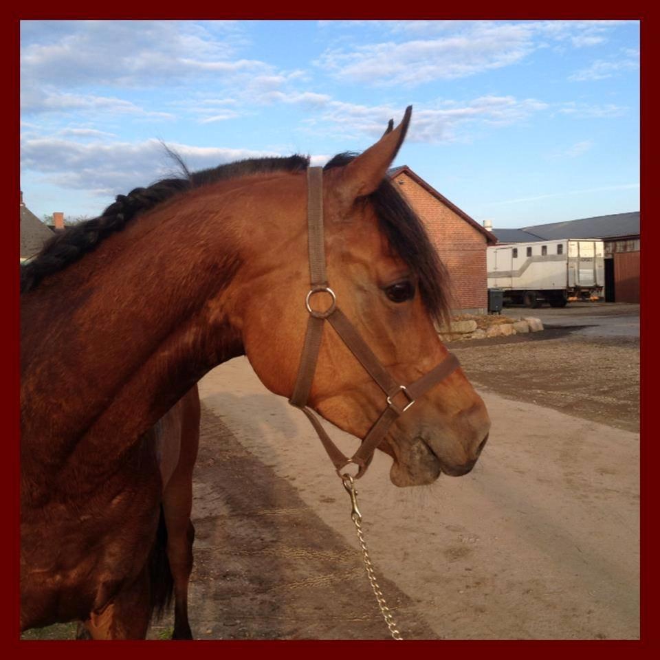 Arabisk fuldblod (OX) Anaya el karmdal oc ox billede 15