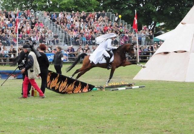 DSP Toftegårdens Alcazar B-pony - På vejen over ild - Roskilde dyrskue 2014 - Alcazar & Ellen som Marion, Indiana Jones' kæreste billede 1