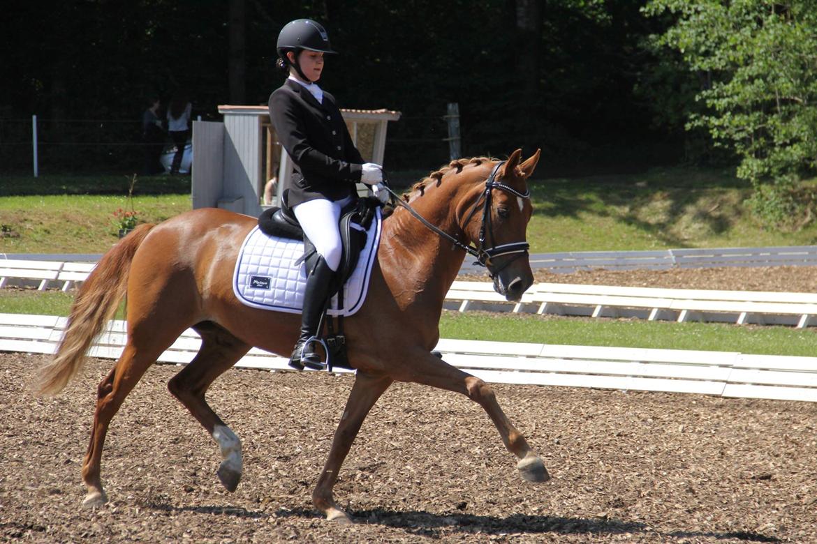 Tysk Sportspony Coccolina De Luxe B-pony  - If you can dream it, you can do it billede 4