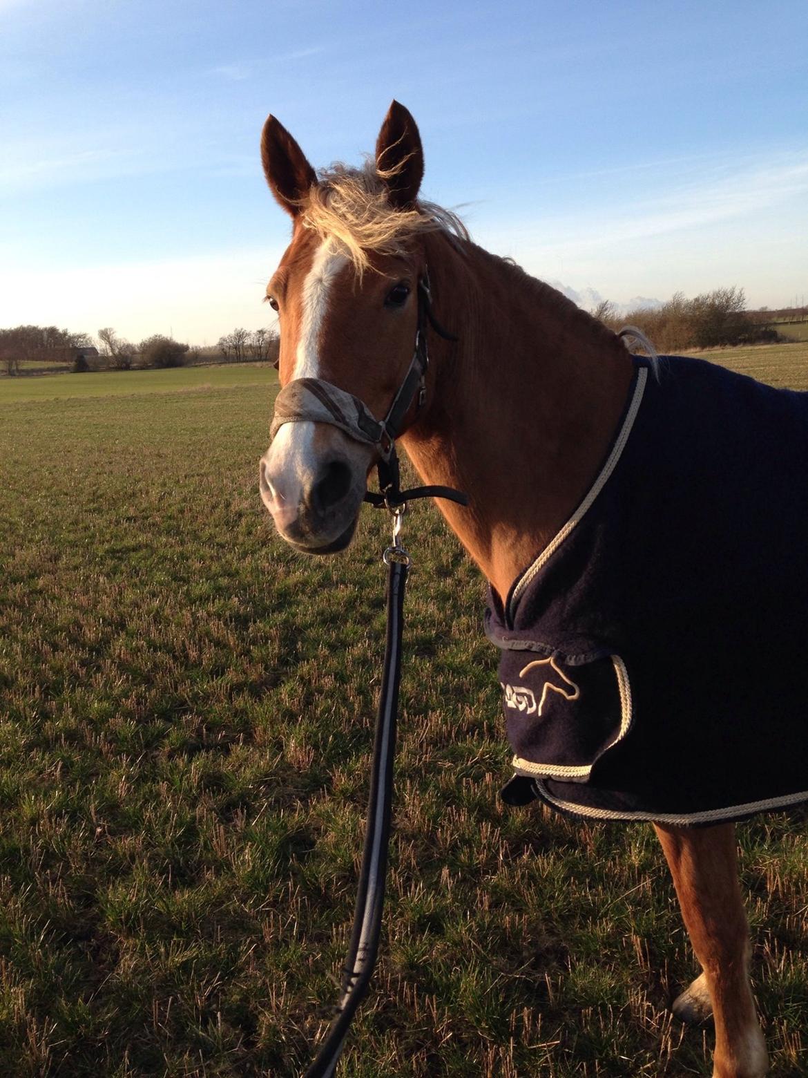 Anden særlig race Prinsess billede 18