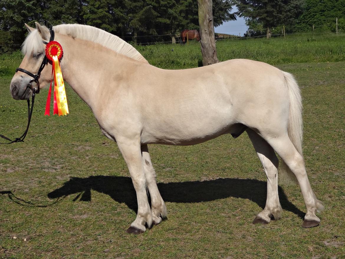 Fjordhest Oyvind møldrup - 3/6-14 billede 20