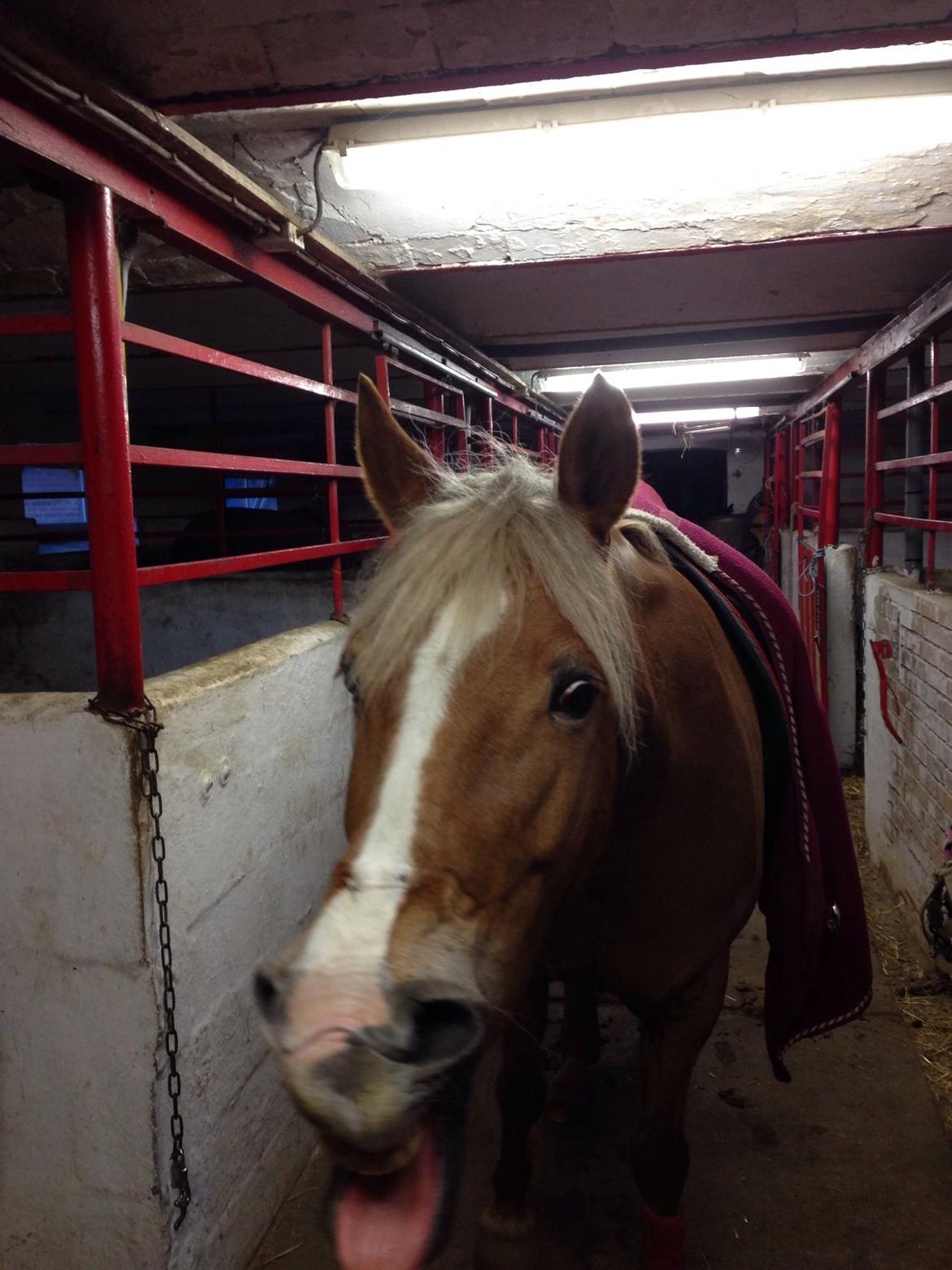 Anden særlig race Prinsess billede 19