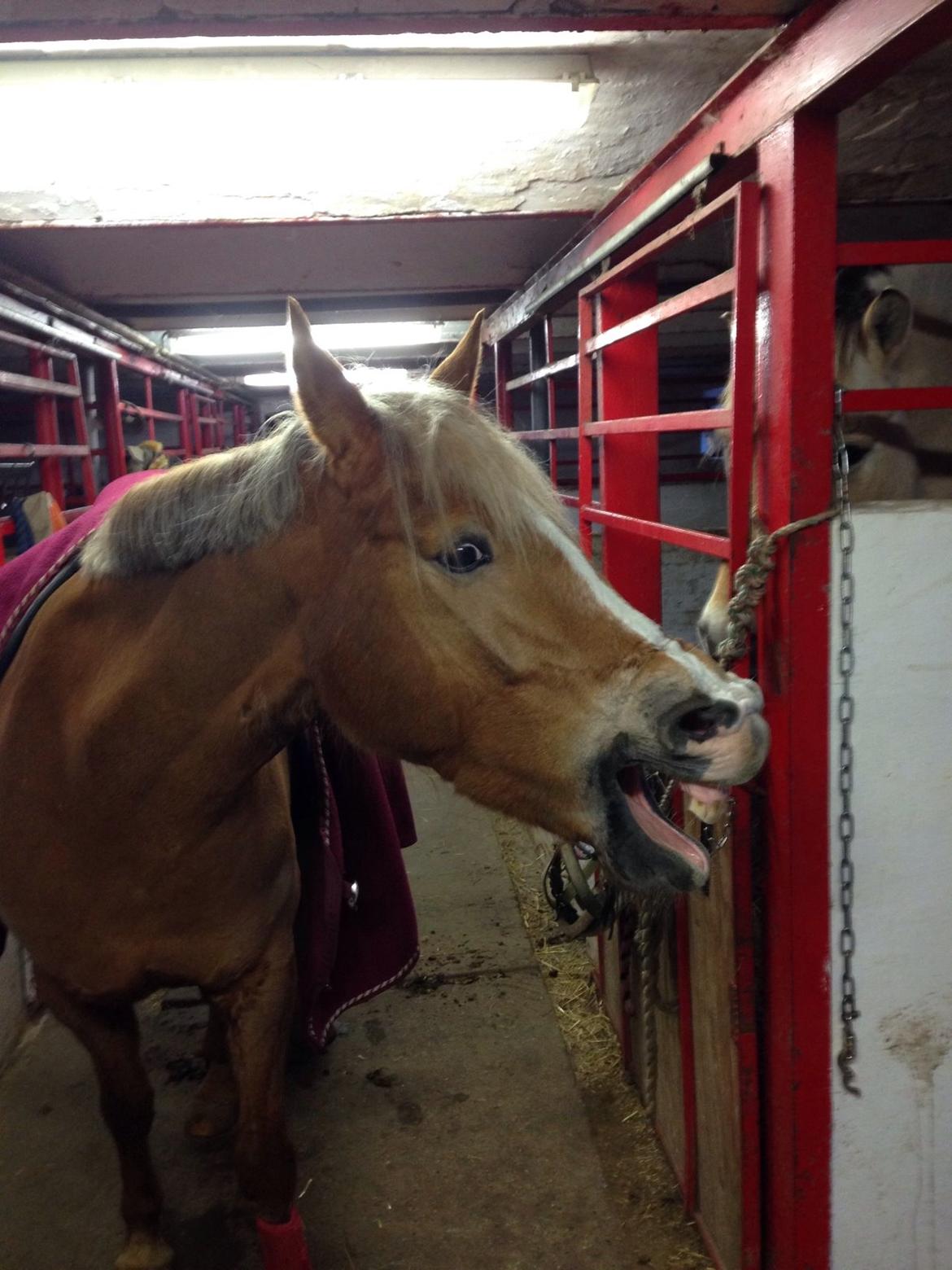 Anden særlig race Prinsess billede 6