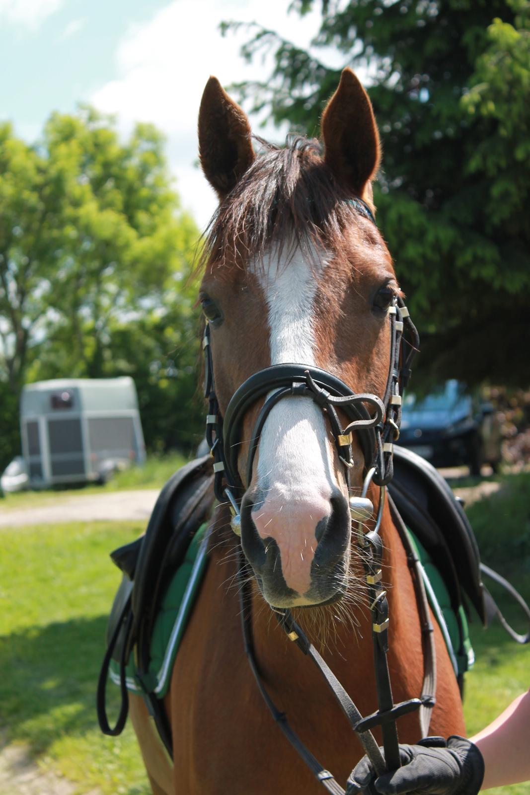 DSP Thorslunds Sunny Boy - Mesterfotograf Julle <3 billede 12