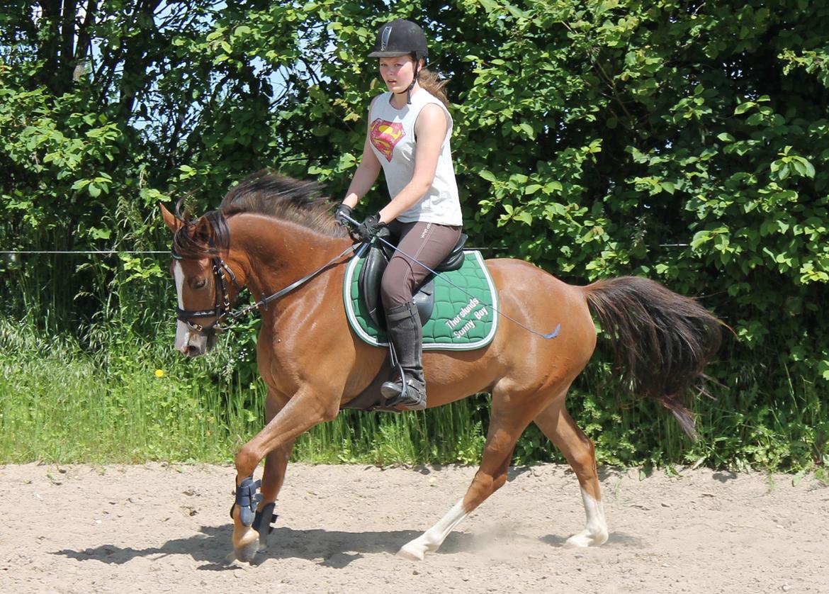 DSP Thorslunds Sunny Boy - Mesterfotograf Julle <3 billede 17