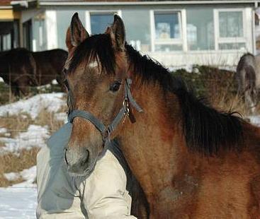 Shagya Araber (SH) Ho-Charmeur Bajar - februar 2006 billede 19