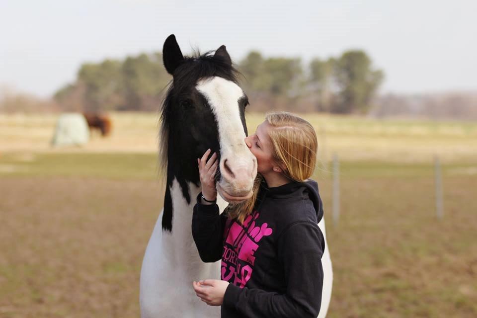 Irsk Sportspony Dublin billede 1