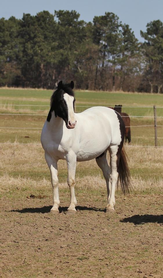 Irsk Sportspony Dublin billede 5