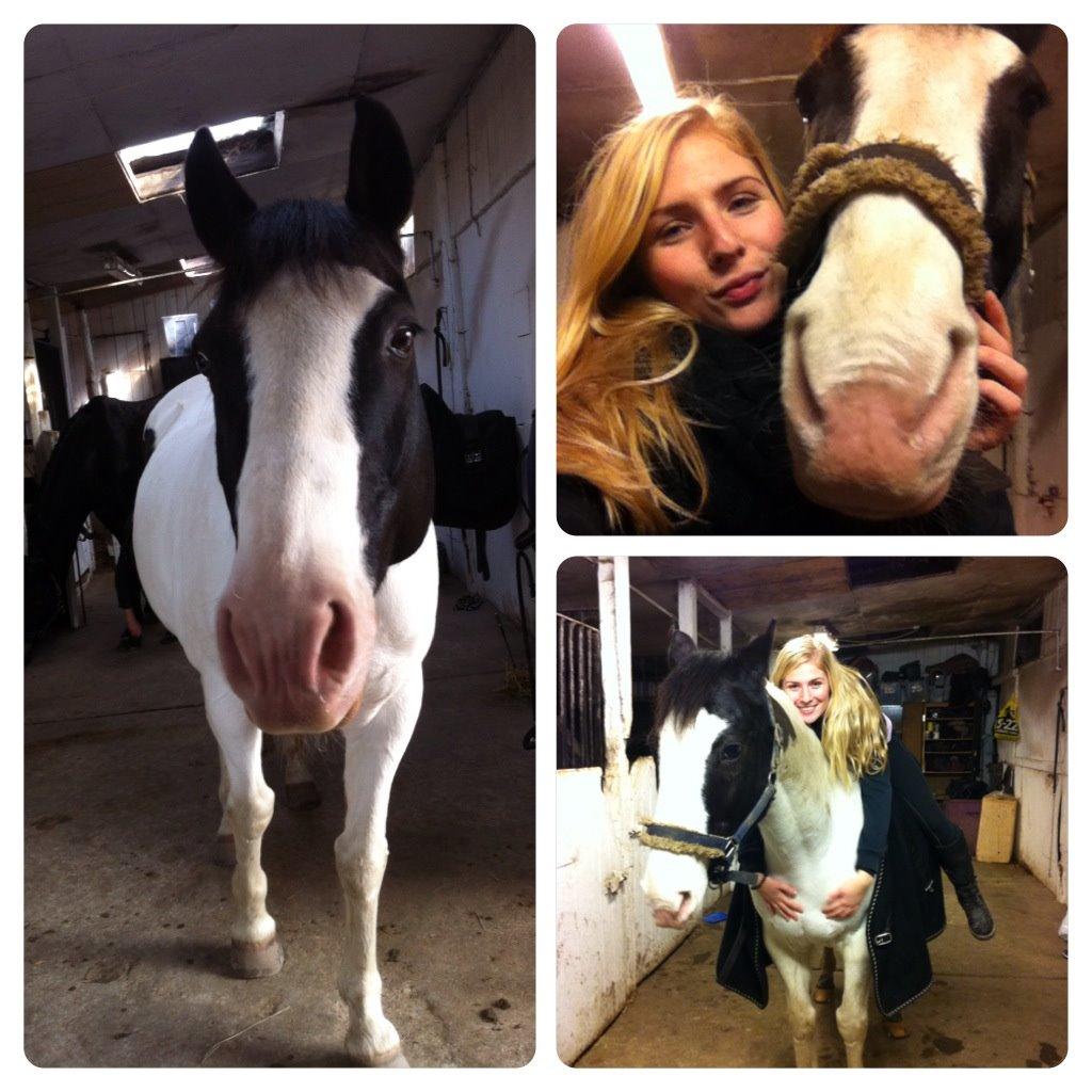 Irsk Sportspony Dublin billede 10