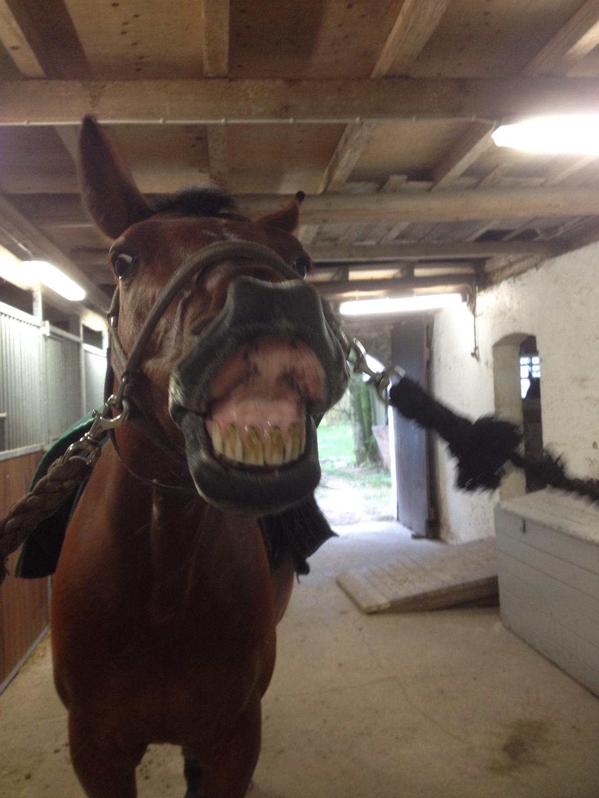 Oldenborg Dragonens Select - En glad & fjollet dreng :o)  billede 2