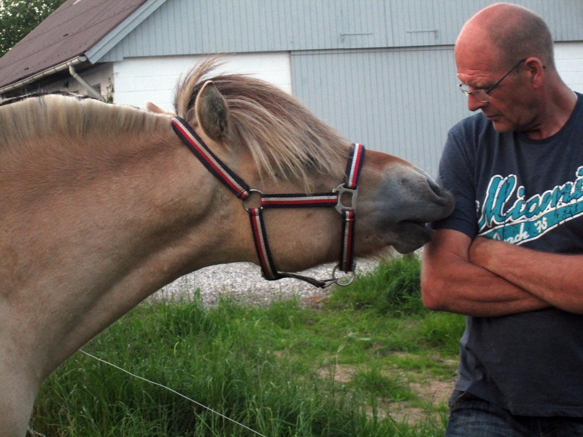 Fjordhest Faust Fyrsø billede 5