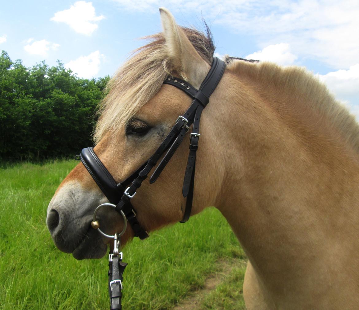 Fjordhest Faust Fyrsø billede 11