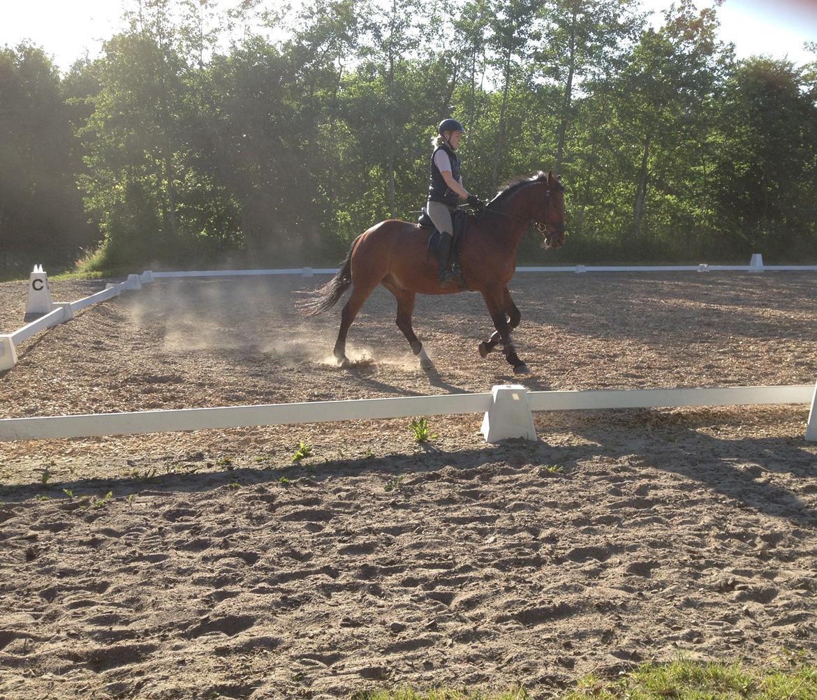 Oldenborg Dragonens Select billede 11