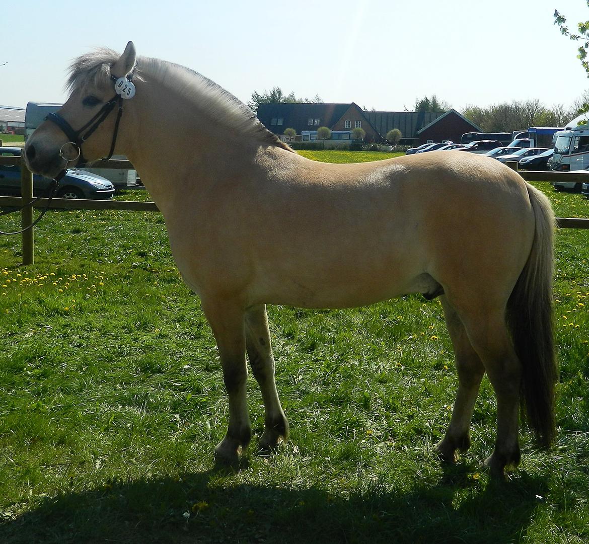 Fjordhest Oscar Vårby billede 19