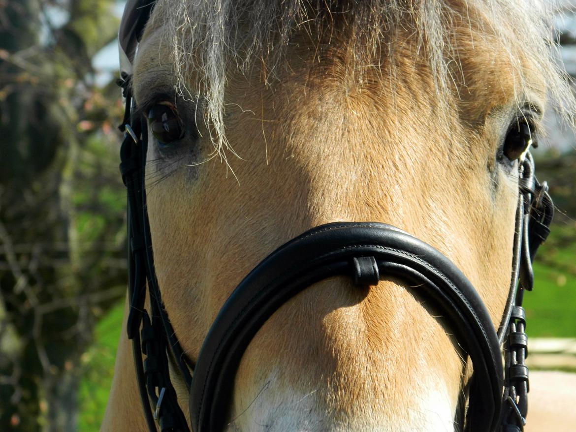 Fjordhest Oscar Vårby billede 23