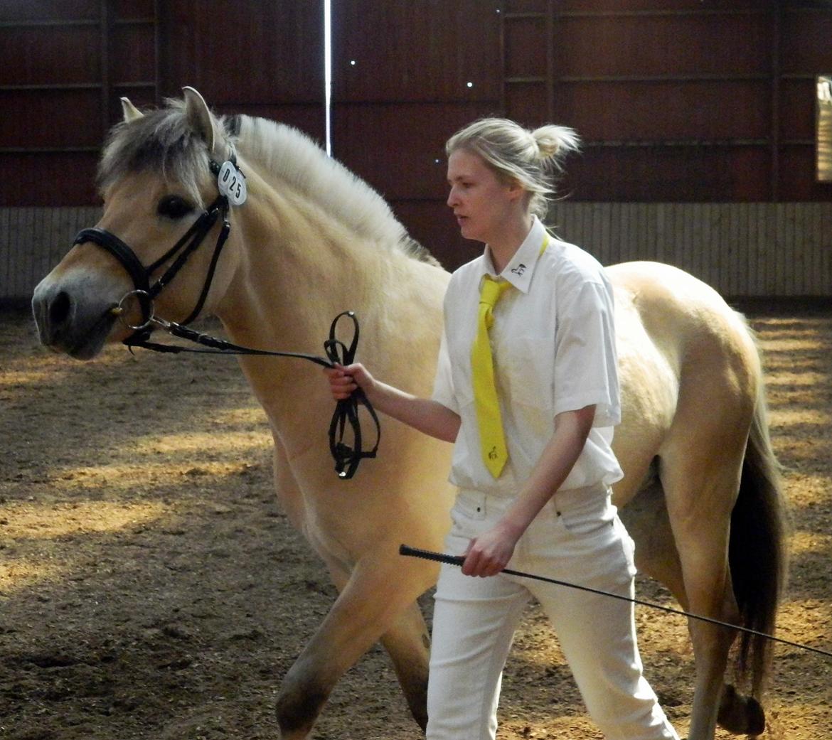 Fjordhest Oscar Vårby billede 17