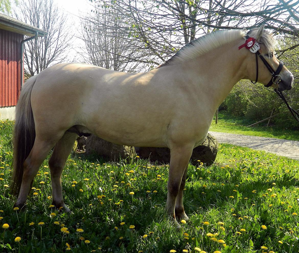 Fjordhest Oscar Vårby billede 7