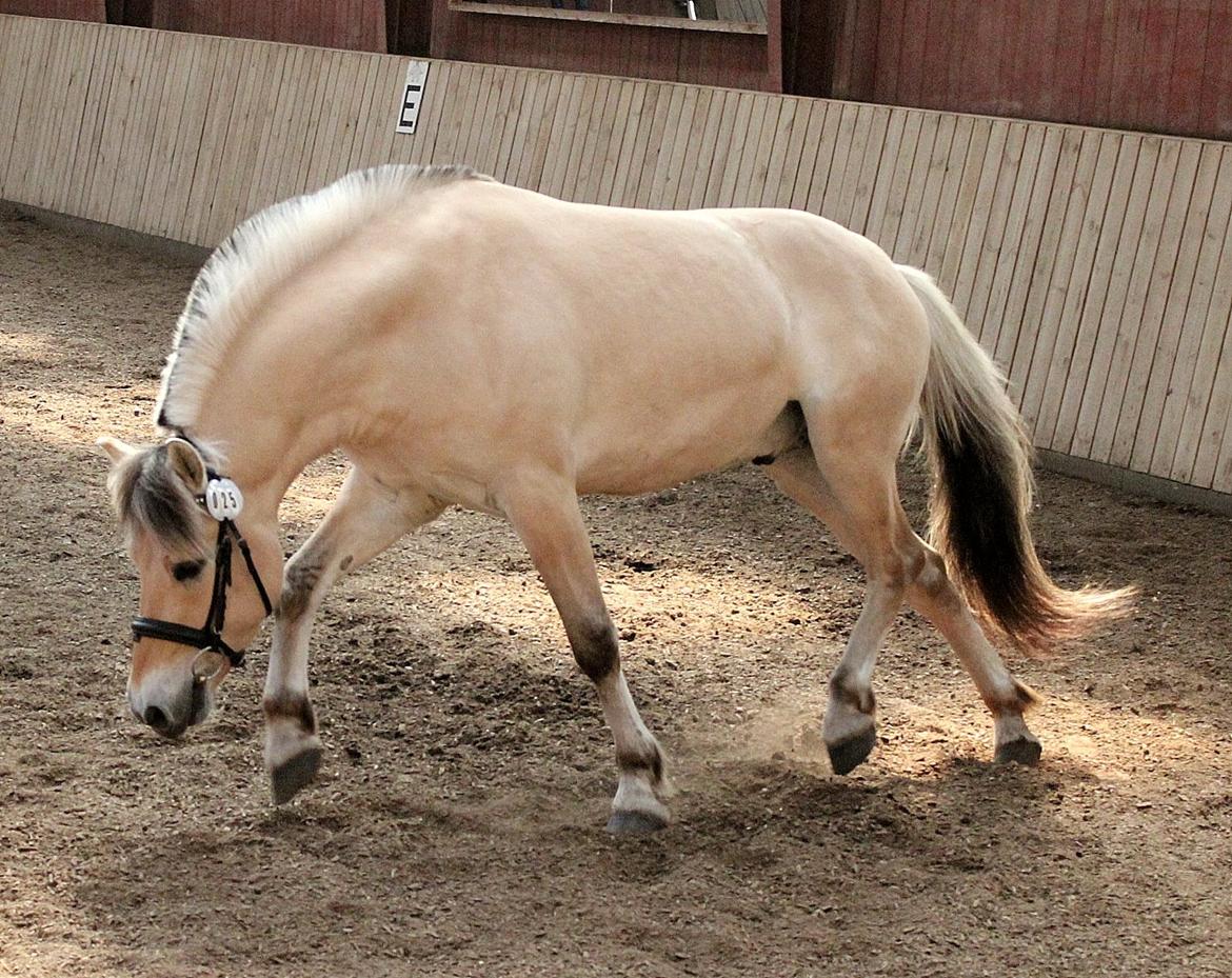 Fjordhest Oscar Vårby billede 11