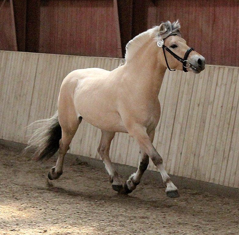 Fjordhest Oscar Vårby billede 14
