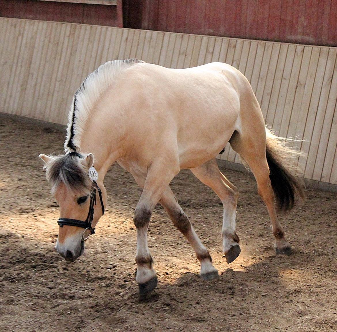 Fjordhest Oscar Vårby billede 16