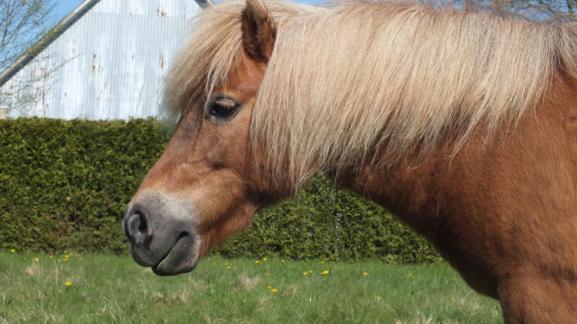 Shetlænder Turbo Tulle billede 2