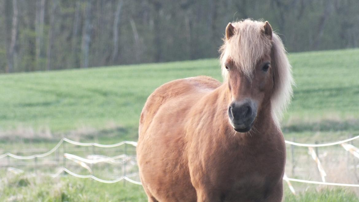 Shetlænder Turbo Tulle billede 10