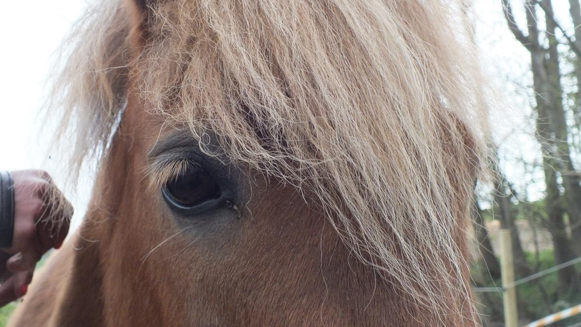 Shetlænder Turbo Tulle - Min engel <3 billede 17