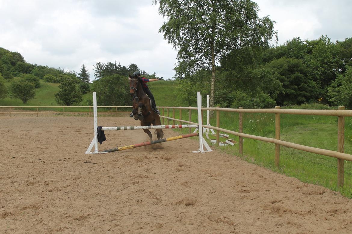 Anden særlig race Sputnik (Sprutte) - tillid er en stor ting. <3 4 juni 2014 billede 10