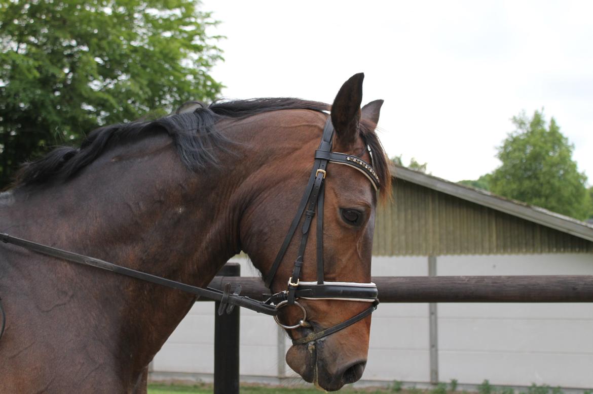 Anden særlig race Sputnik (Sprutte) billede 11