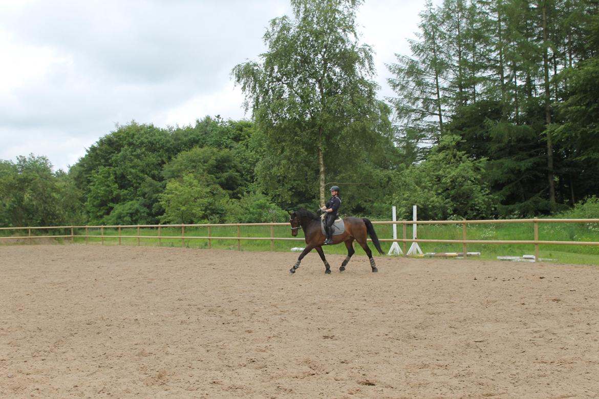 Anden særlig race Sputnik (Sprutte) billede 4