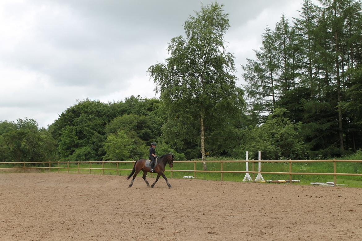Anden særlig race Sputnik (Sprutte) billede 14