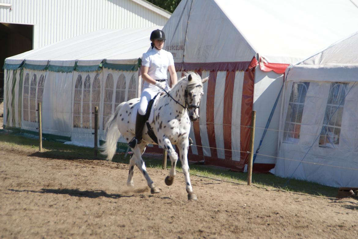 Anden særlig race Skrædderdals Al Capone - Mors 2014 billede 2