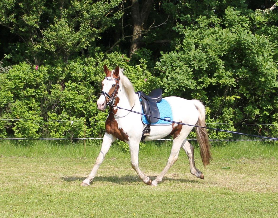 Barockpinto Langsigen Flint <3 billede 2